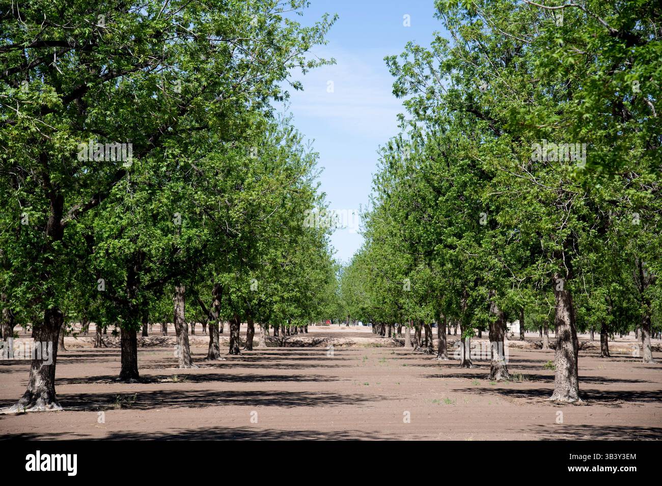 Pecan Orchard im Rio Grande Valley, in der Nähe von Hatch, New Mexico Stockfoto