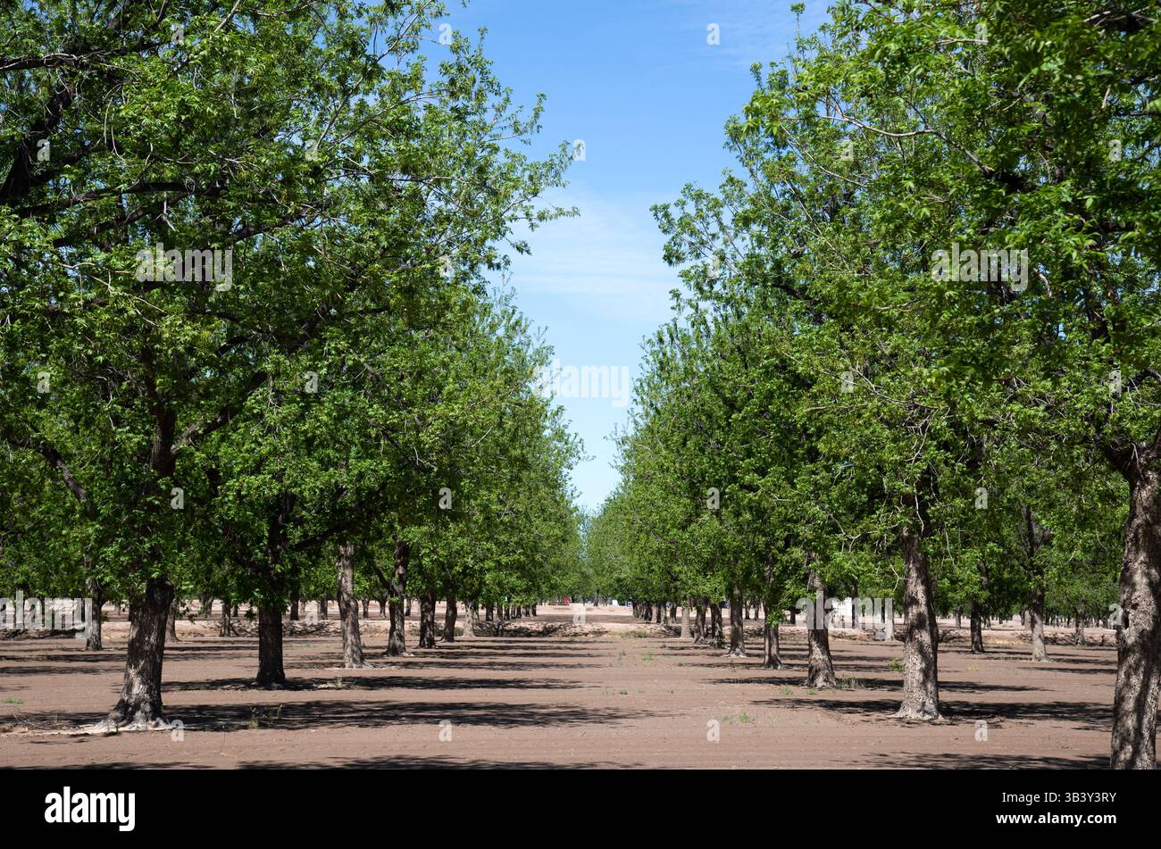 Pecan Orchard im Rio Grande Valley, in der Nähe von Hatch, New Mexico Stockfoto