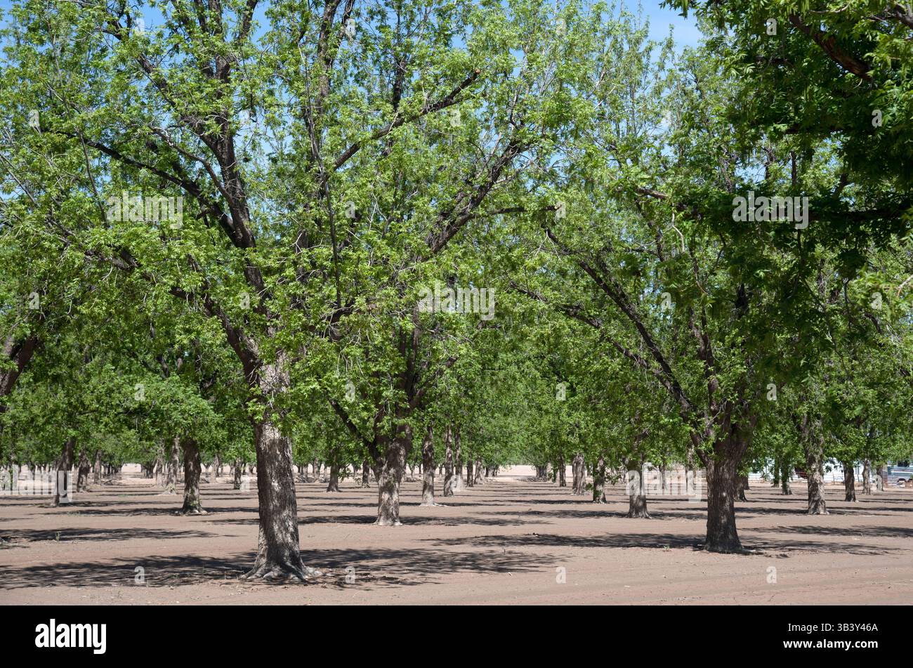 Pecan Orchard im Rio Grande Valley, in der Nähe von Hatch, New Mexico Stockfoto