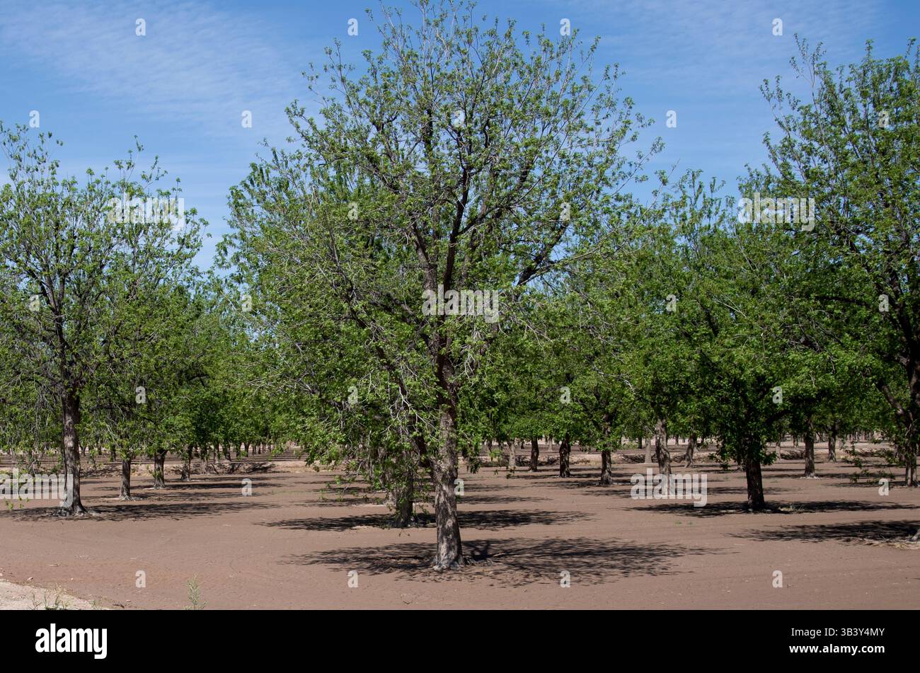 Pecan Orchard im Rio Grande Valley, in der Nähe von Hatch, New Mexico Stockfoto