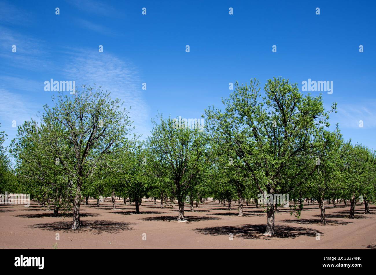 Pecan Orchard im Rio Grande Valley, in der Nähe von Hatch, New Mexico Stockfoto