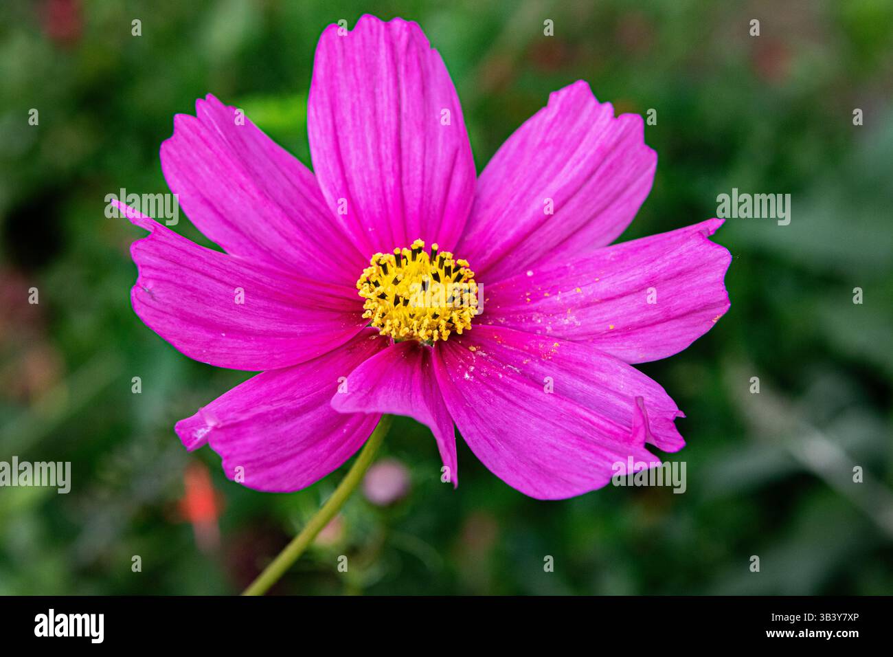 Cosmos Blumen ( Cosmos bipinnatus ) oder mexikanischen Aster Stockfoto