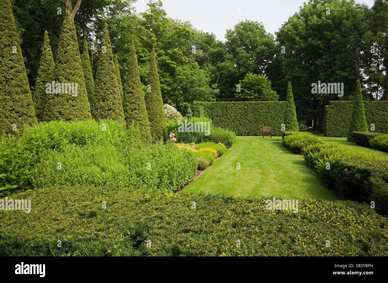 Braune hölzerne Sitzbank auf gepflegtem grünen Rasen mit geschnittenen Thuja - Zedernbäumen und Hecken im Garten im Sommer, Quebec, Cana Stockfoto