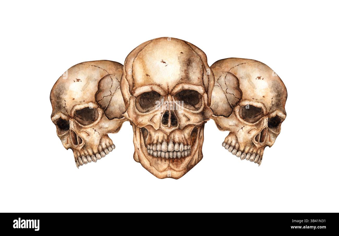 Menschliche Schädel realistisches Profil und Aquarellabbildungen in Vorderansicht. Knochen gruselig, schrecklich. Tag der Toten, Halloween, Dia de los muertos. Isolat Stockfoto