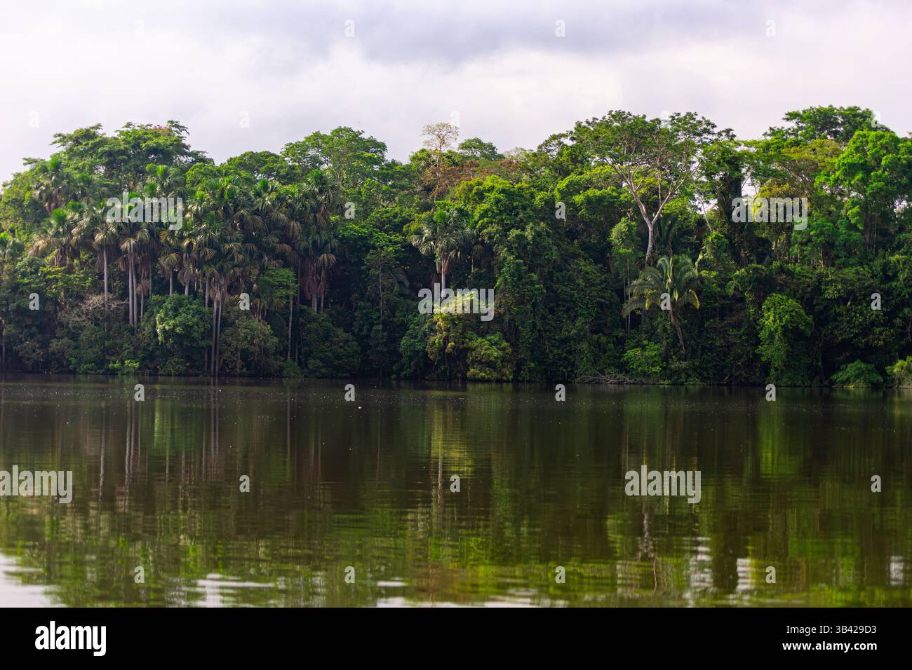 Ufer des Sees Sandoval mit dem üppigen Wald des peruanischen Amazonas-Regenwaldes Stockfoto