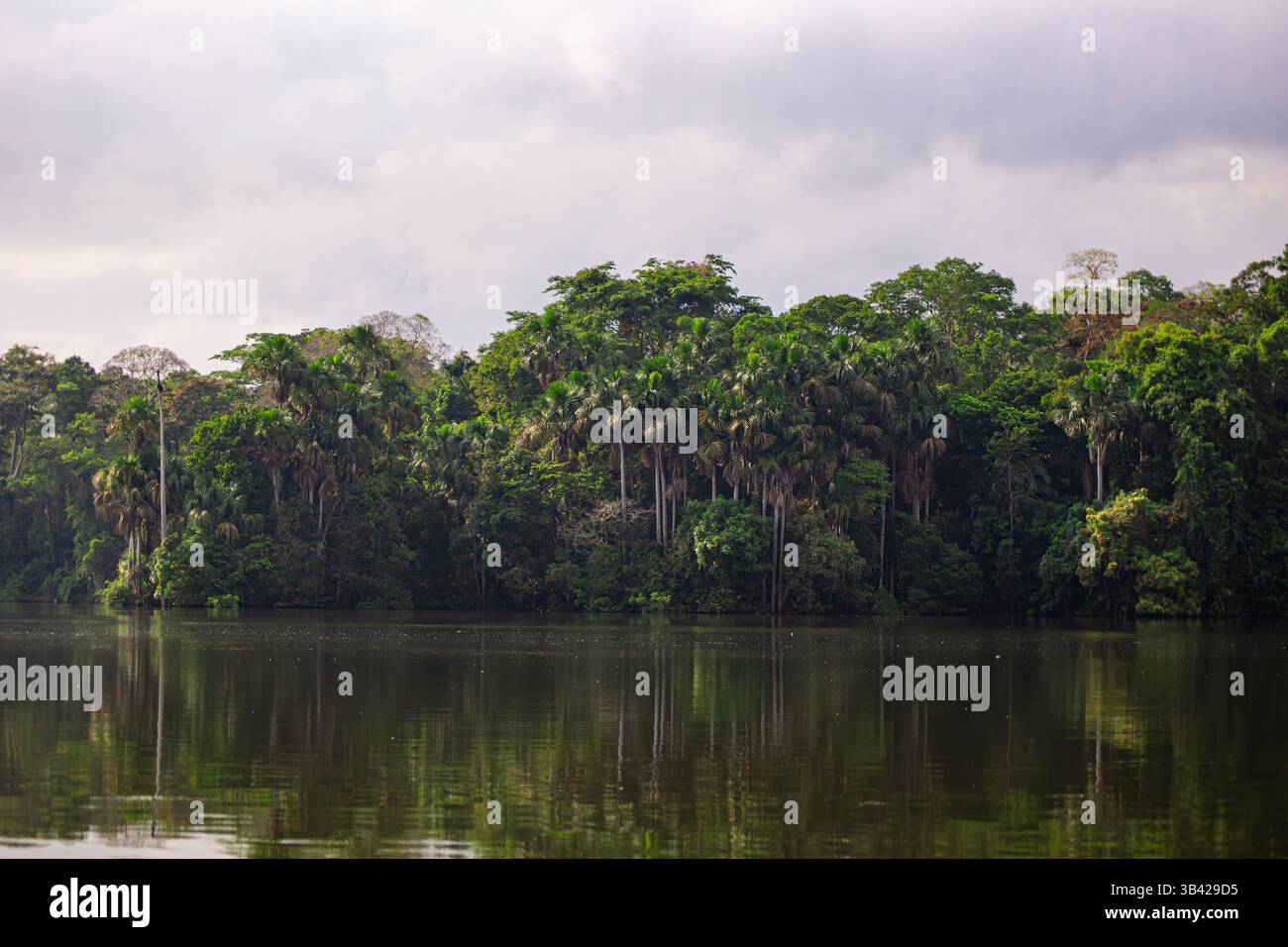 Ufer des Sees Sandoval mit dem üppigen Wald des peruanischen Amazonas-Regenwaldes Stockfoto