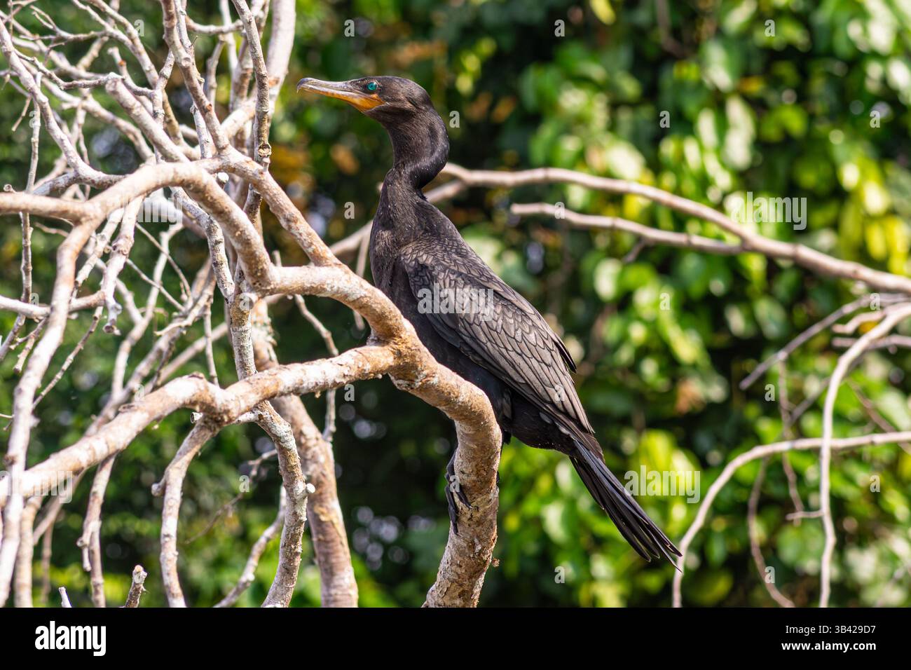 Ein schwarzer Kormoran thront auf den trockenen Ästen eines Baumes am Sandoval-See im peruanischen Amazonasregenwald Stockfoto