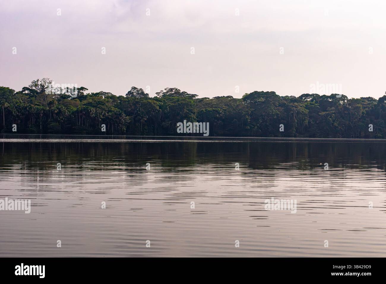 Ufer des Sees Sandoval mit dem üppigen Wald des peruanischen Amazonas-Regenwaldes Stockfoto