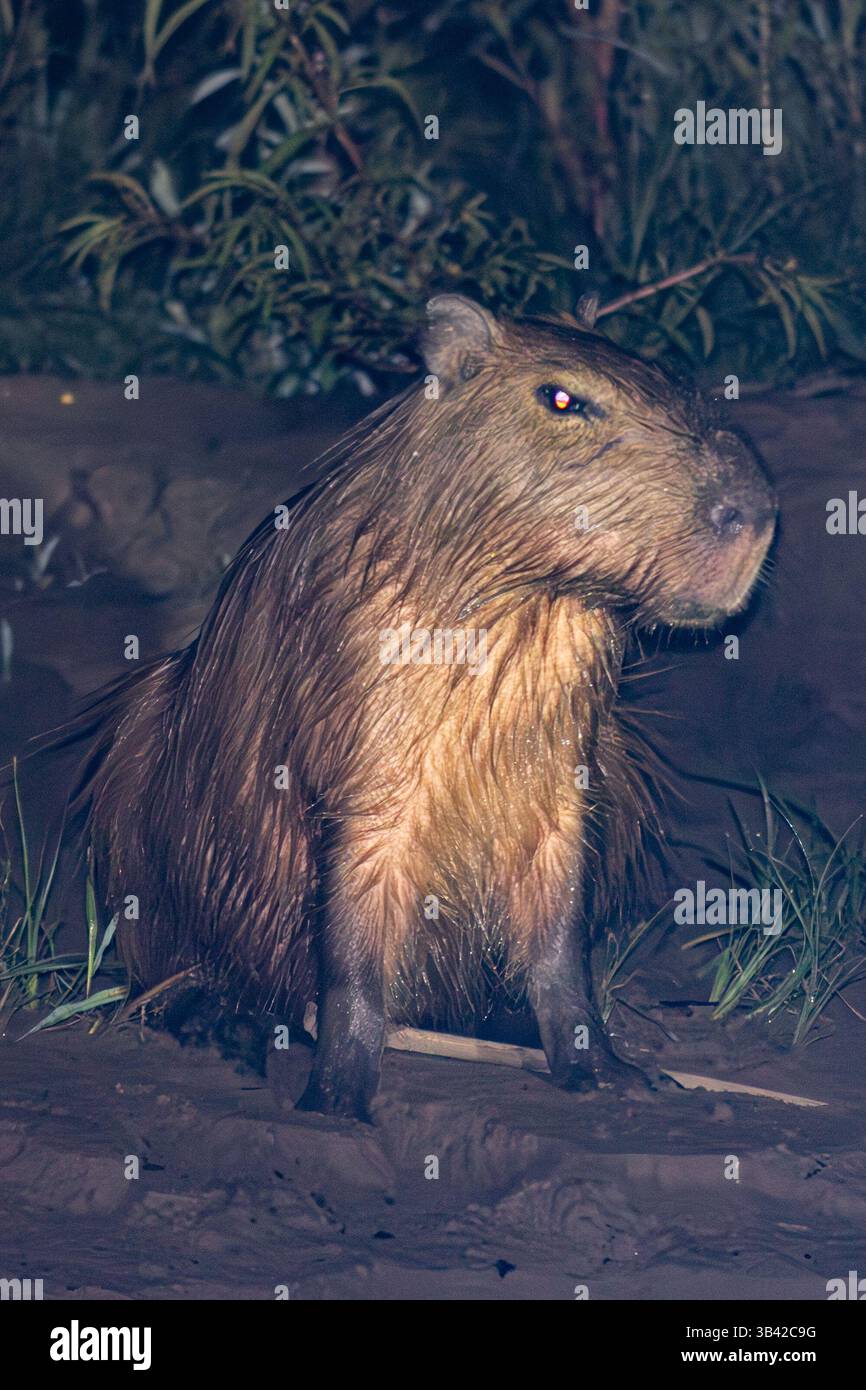 Capybara, Ronsoco oder Carpincho, am Ufer des Tambopata-Flusses bei einer Nacht im peruanischen Amazonas-Regenwald Stockfoto
