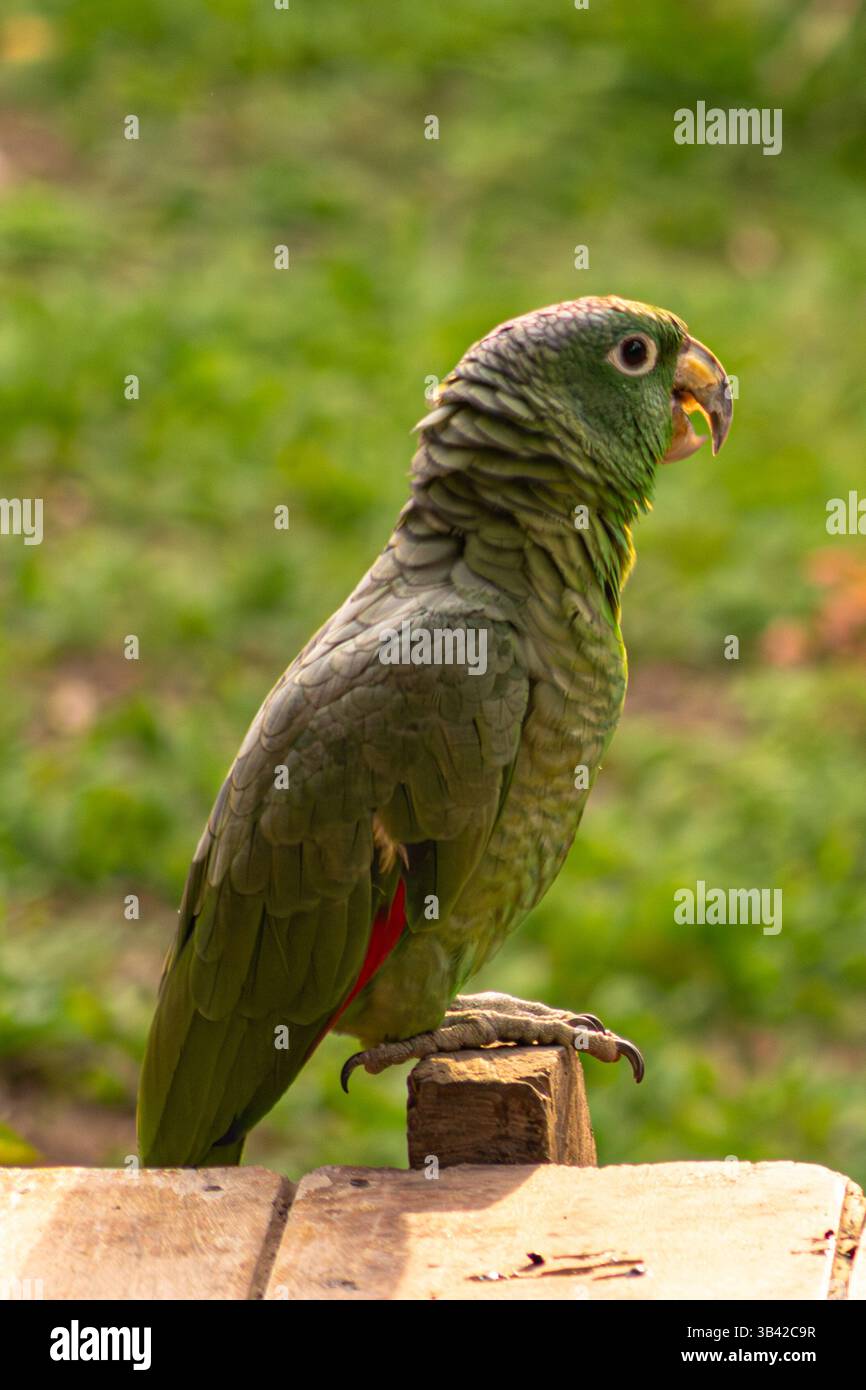 Ein grüner Papagei sitzt am Eingang zu einer Hütte im peruanischen Amazonasregenwald Stockfoto
