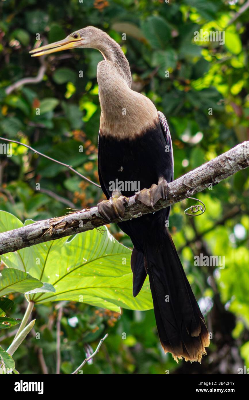 Schlangenhalsvogel, auch „Anhinga“ genannt, thront auf einem Zweig im peruanischen Amazonas-Regenwald Stockfoto