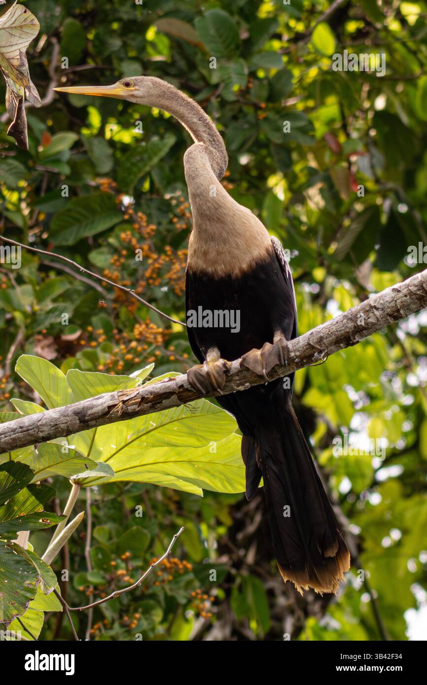 Schlangenhalsvogel, auch „Anhinga“ genannt, thront auf einem Zweig im peruanischen Amazonas-Regenwald Stockfoto