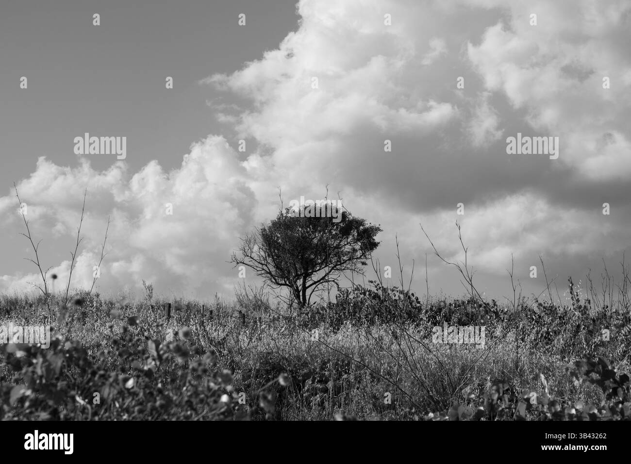Einsamer Baum in einem grasbewachsenen Feld unter stürmischen Wolken, schwarz-weiße Landschaft, Sizilien, Italien Stockfoto