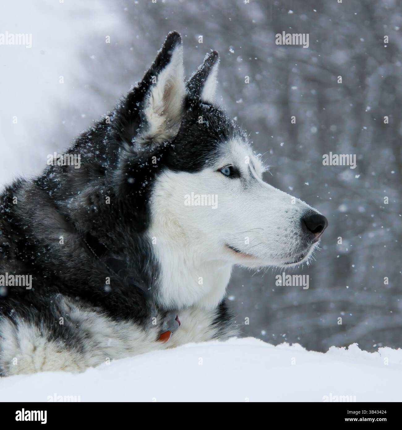 Ruhiges Profilporträt eines reinrassigen sibirischen Huskys mit einem auffälligen blauen Auge, der während eines Winterschneefalls im tiefen Schnee liegt und nach rechts blickt. Stockfoto