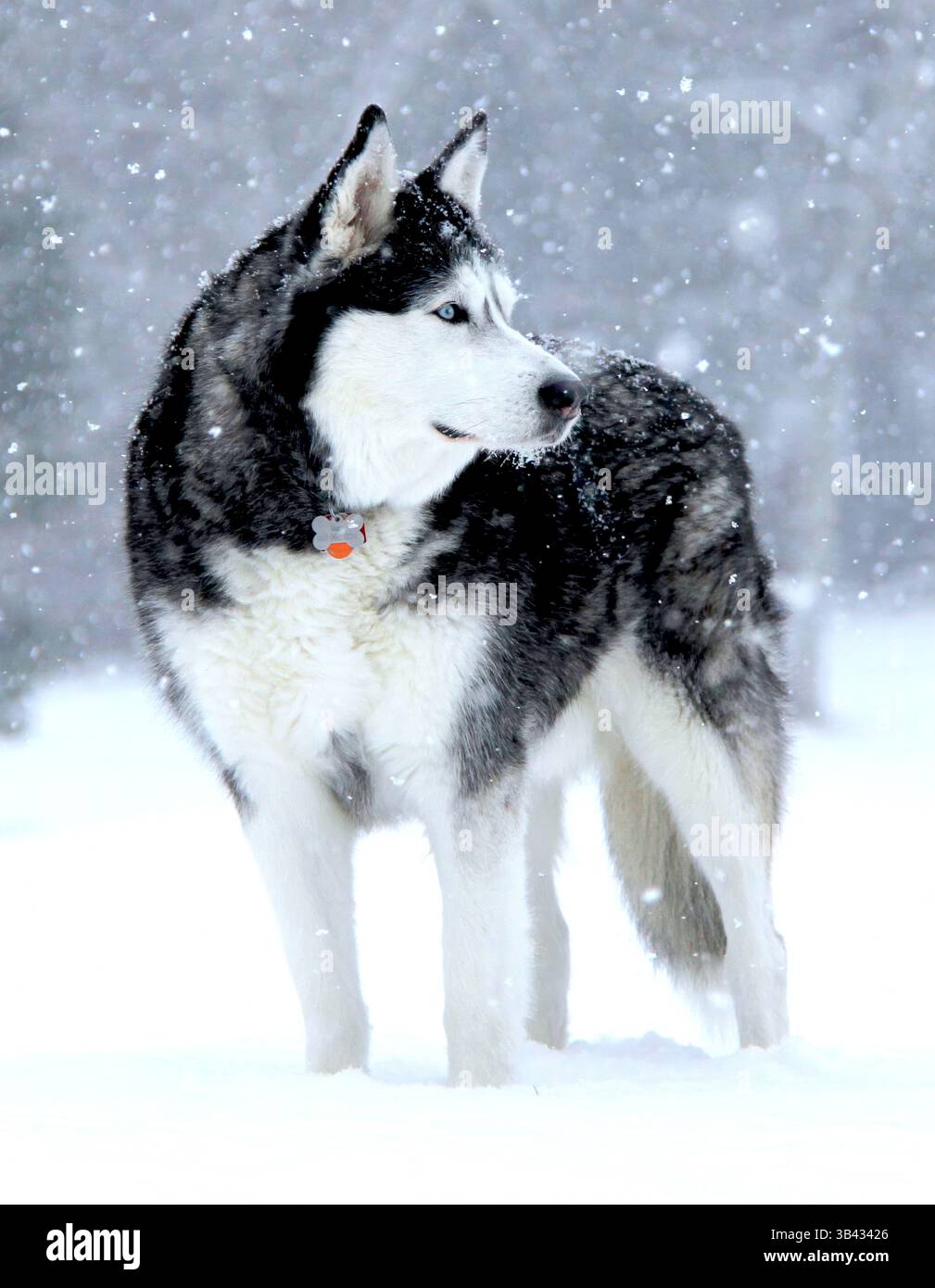 Ganzkörperaufnahme eines majestätischen sibirischen Huskys, der während eines Schneefalls im tiefen Schnee steht und mit einem sichtbaren blauen Auge über seine Schulter blickt. Stockfoto
