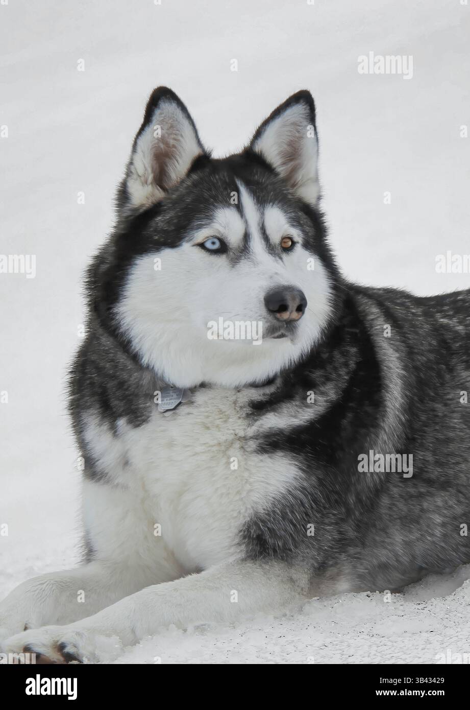 Porträt eines ruhigen sibirischen Huskys mit Heterochromie (Doppelaugen), der in klarem weißen Schnee liegt und aufmerksam nach rechts blickt. Stockfoto