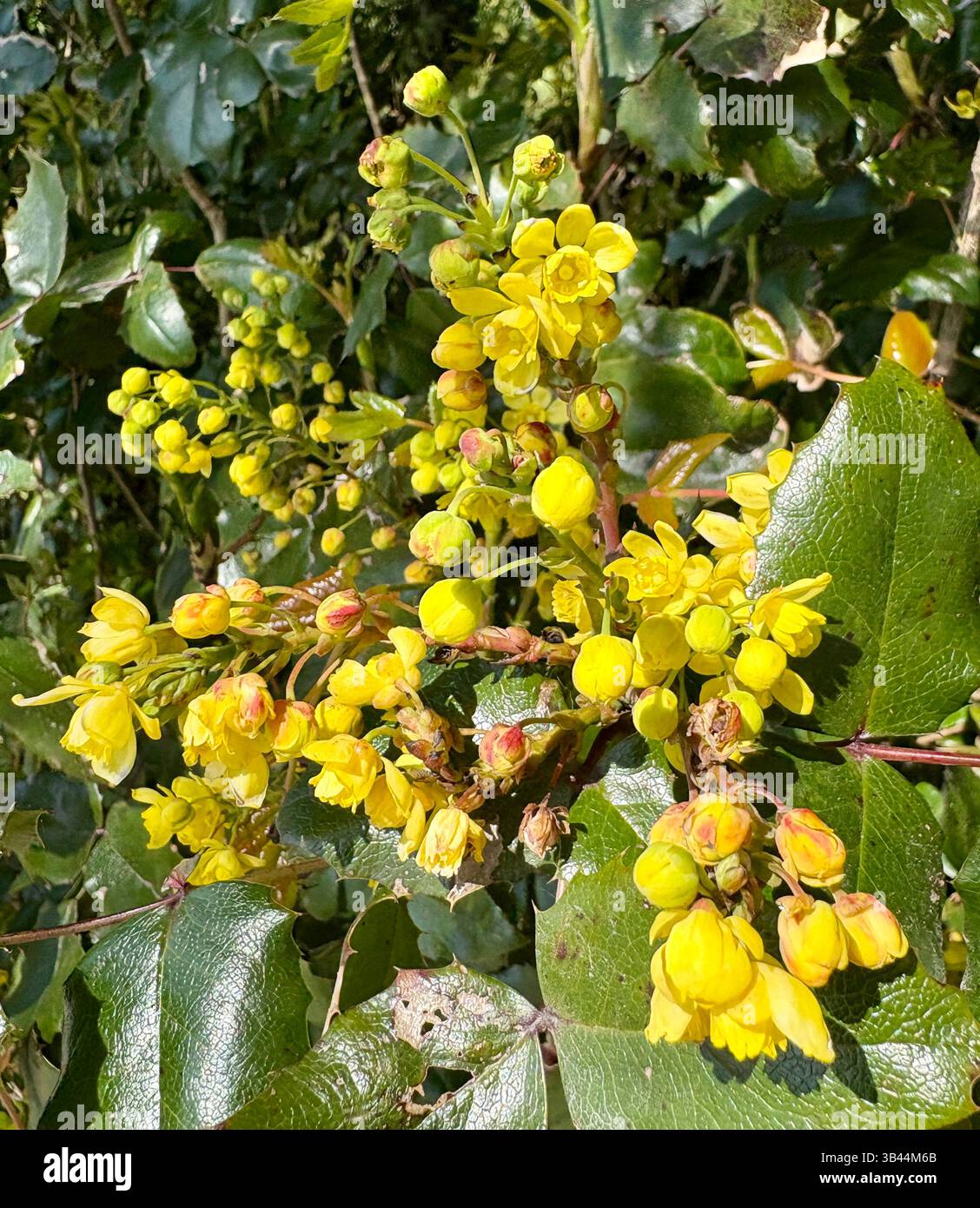 Goldene Blüte im Frühlingslicht - Smartphone-aufgenommenes Stockfoto