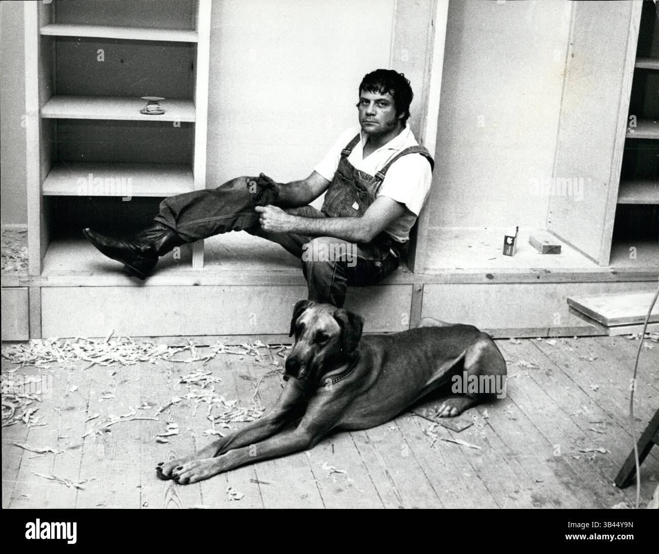 9. Januar 1972 - Oliver Reed und seine große Dänin Tars machen eine Pause von der Arbeit in Broome Hall, mitten in den Holzspänen. (Bild: © Keystone Pictures USA/ZUMAPRESS.com) Stockfoto