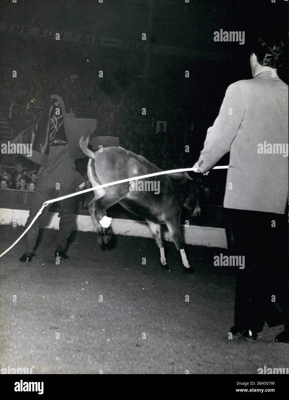 24. Februar 1968 - der Mann, der versucht hat, die Regel einzuhalten, scheiterte und konnte nicht schnell genug davonkommen, um einem schnellen Stoß in die Hose von den Hinterbeinen des Tieres zu entkommen. Er hat Feuer in seinen Augen und seine Nasenlöcher sind ausgeweitet, tatsächlich ist er ein durchweg schlecht temperiertes Maultier und eine Sache, die er sicherlich nicht tun wird, und das ist langsamer für einen zahmen Jockey, der denkt, dass er reiten kann, um auf den Rücken zu kommen. Kannst du auf einem Maultier reiten? Hier ist Ihre Chance, es zu versuchen. Die meisten von uns, wenn sie die Möglichkeit haben, ein Maultier zu reiten, würden höflich ablehnen, aber es gibt einige, die sagen: „Es kann einfach nicht so schwierig sein, wie sie sagen“. Für diese b Stockfoto