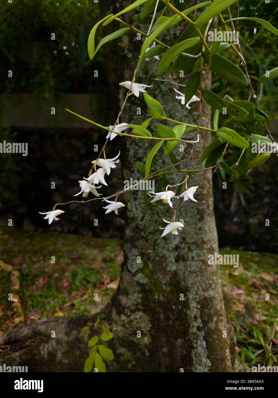 Taubenorchidee, Dendrobium crumenatum Stockfoto