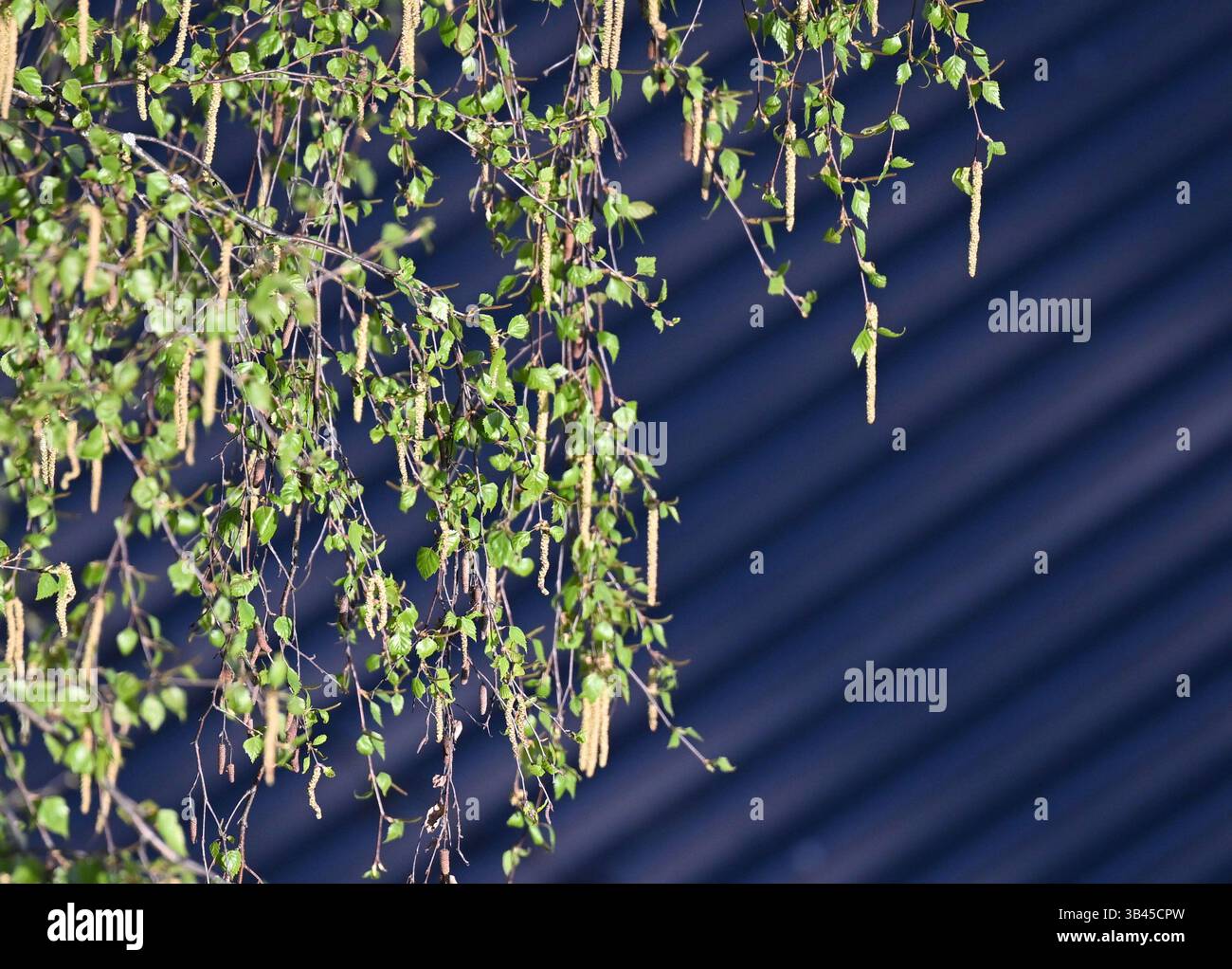 THEMENBILD - Illustration zum Thema Allergien/Allergiker/Pollen/Feinstaub - Pollen und Feinstaub können für Allergiker eine zusätzliche Belastung darstellen, da sie allergische Reaktionen verstärken oder sogar auslösen können. - Eine blühende Birke, aufgenommen am Montag, 28. April 2025. - 20250428 PD15558 Credit: APA-PictureDesk/Alamy Live News Stockfoto