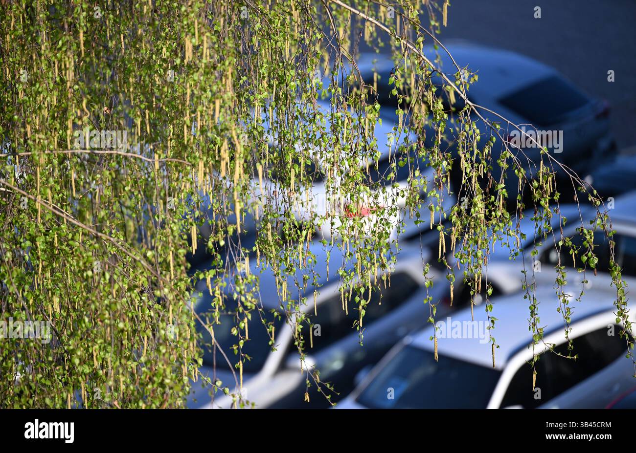 THEMENBILD - Illustration zum Thema Allergien/Allergiker/Pollen/Feinstaub - Pollen und Feinstaub können für Allergiker eine zusätzliche Belastung darstellen, da sie allergische Reaktionen verstärken oder sogar auslösen können. - Eine blühende Birke mit geparkten Autos darunter, aufgenommen am Montag, 28. April 2025. - 20250428 PD15559 Credit: APA-PictureDesk/Alamy Live News Stockfoto