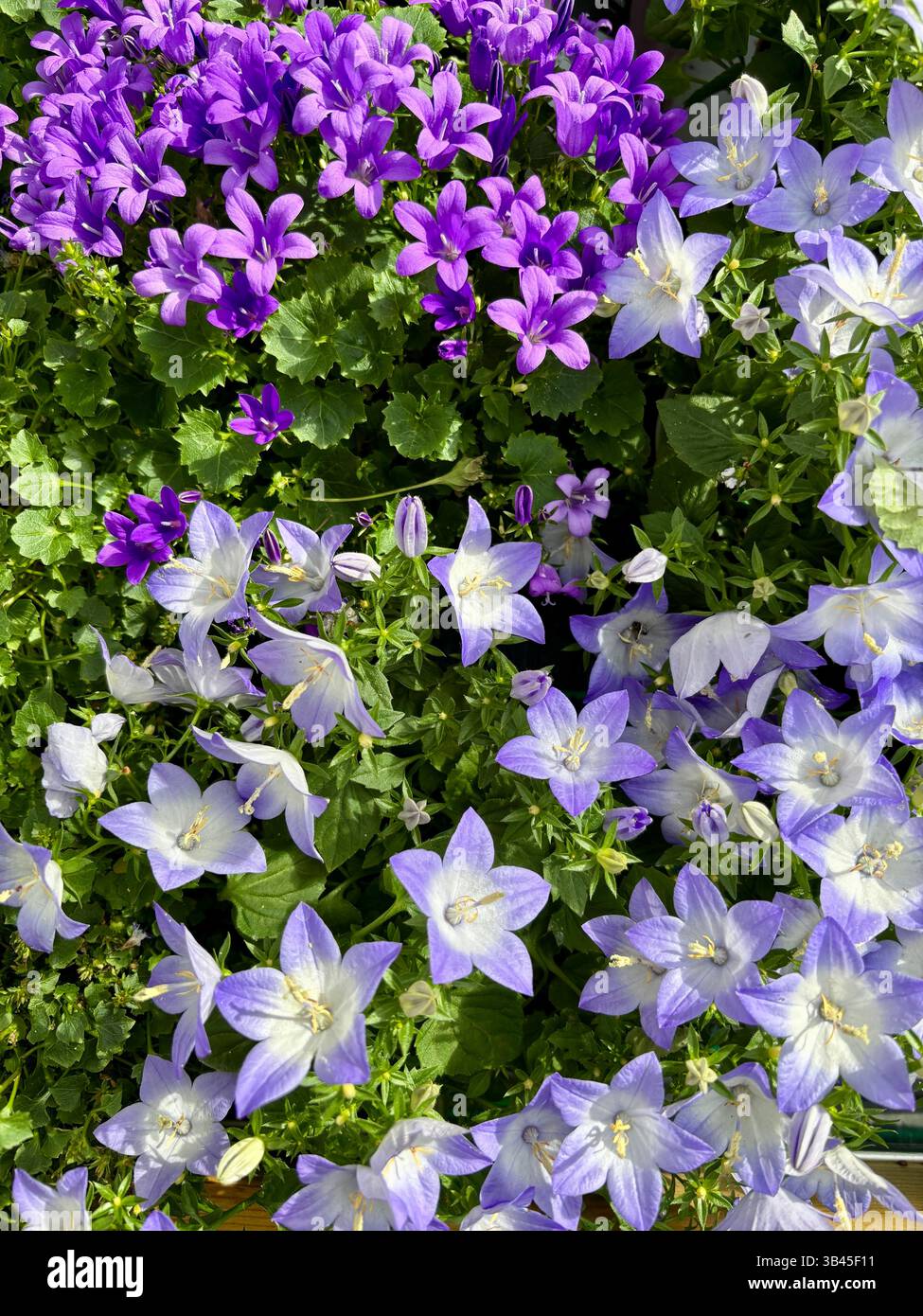 Wunderschöner Hintergrund mit violetten und weißen Blumen von Campanula. Dekorative Blumen. Stockfoto