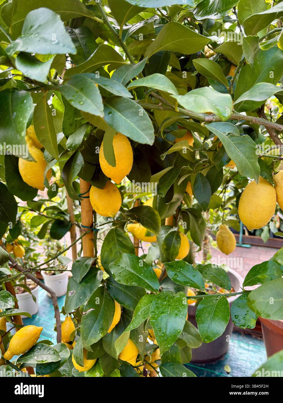 Topfzitronenbaum zum Verkauf in einem Kindergarten im Freien. Gartenkonzept. Stockfoto
