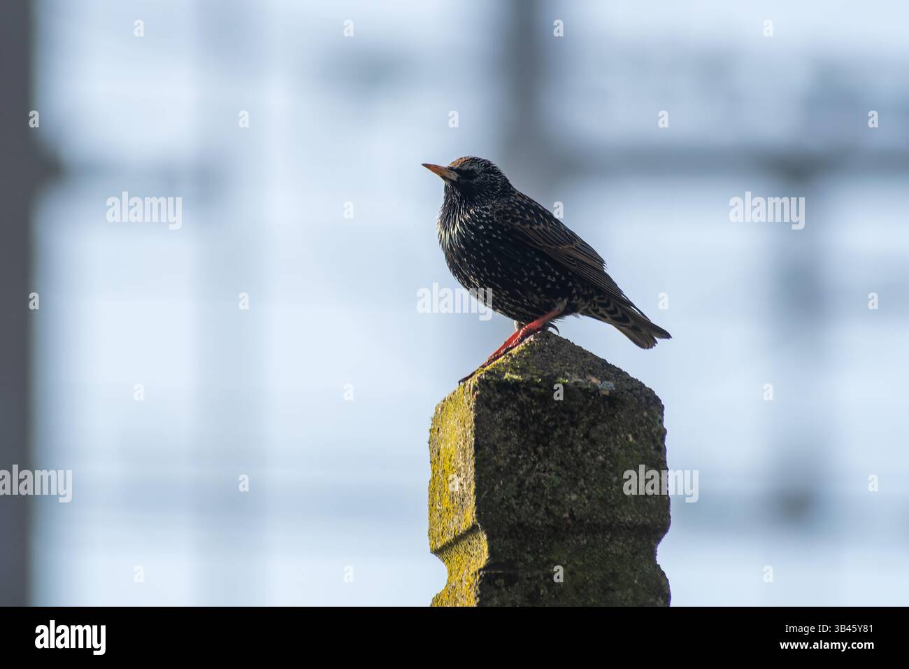 Europäischer Starling (Sturnus vulgaris), der auf einem Steinpfosten hockte und gesprenktes Brutgefieder zeigte. Gemeiner Passerinvogel der Familie Sturnidae Stockfoto