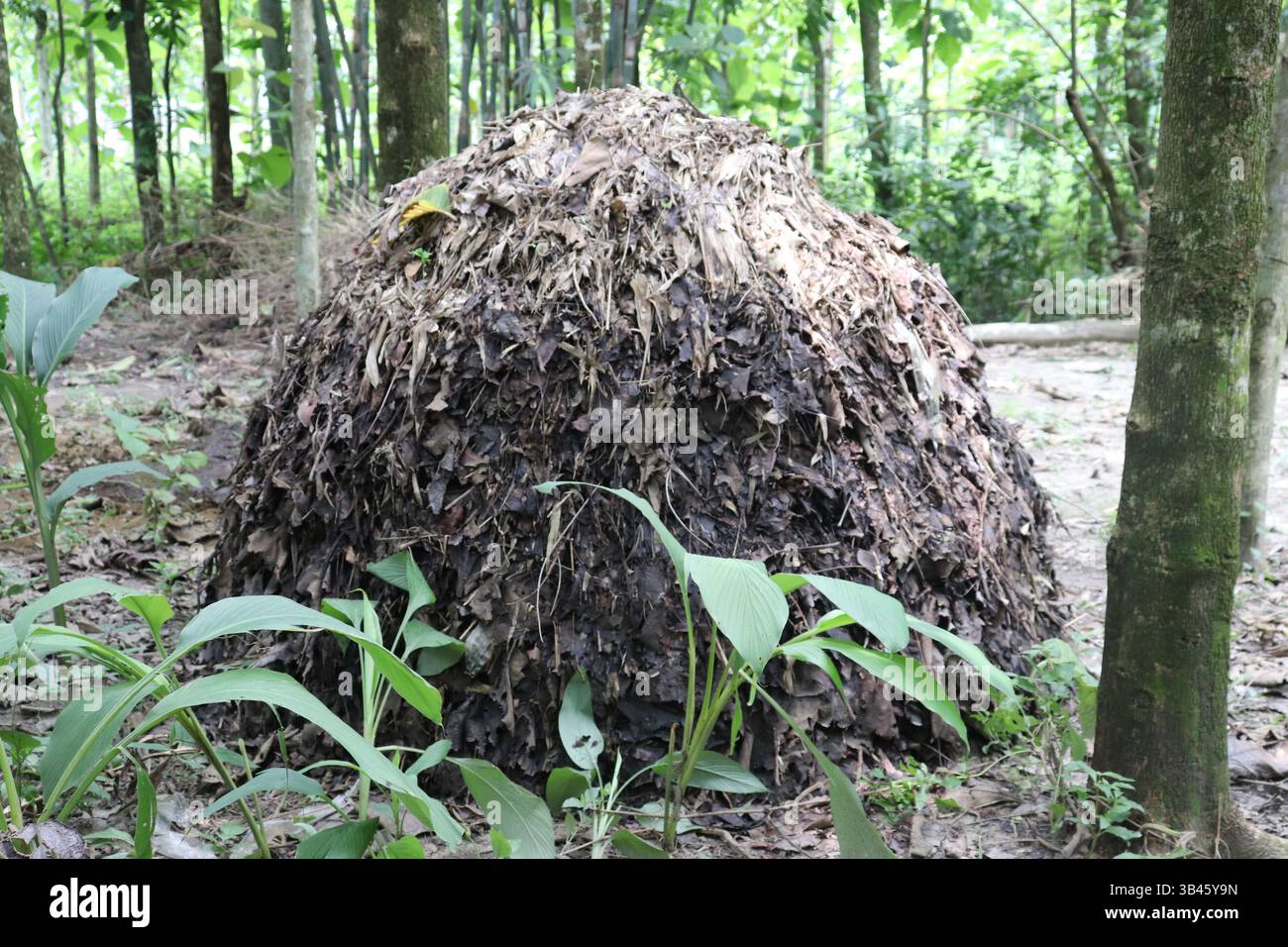 Ein Hochwinkelfokus konzentriert sich auf einen großen Haufen verfallender Blätter und organischer Materie, umgeben von üppigem Waldgrün mit Pflanzen in natürlichem Outdoor-Set Stockfoto