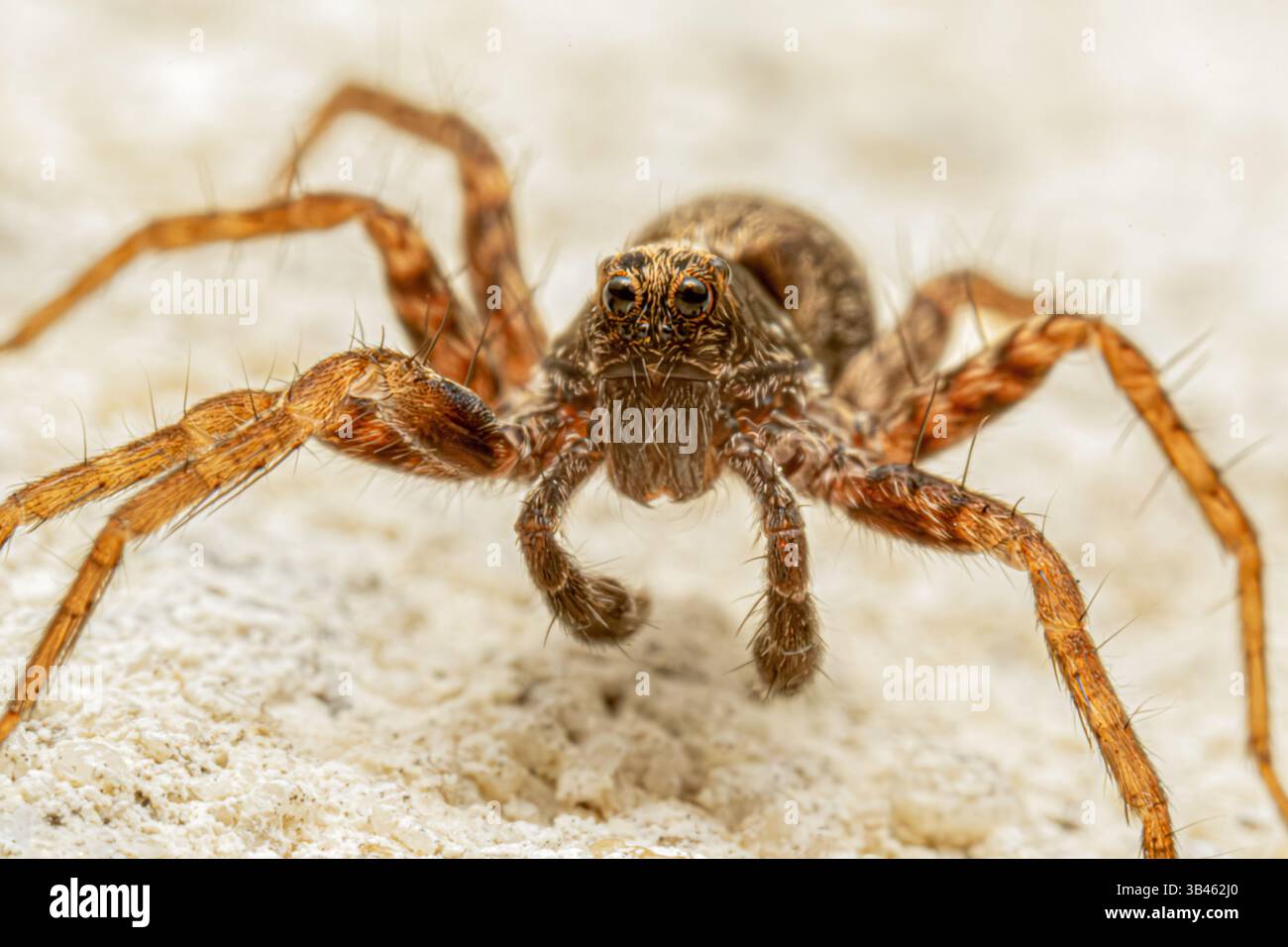 Nahaufnahme einer Wolfsspinne (Lycosidae sp.) Mit Blick auf die Kamera auf eine sandige Oberfläche, mit charakteristischer Augenanordnung und behaarten Beinen. Stockfoto