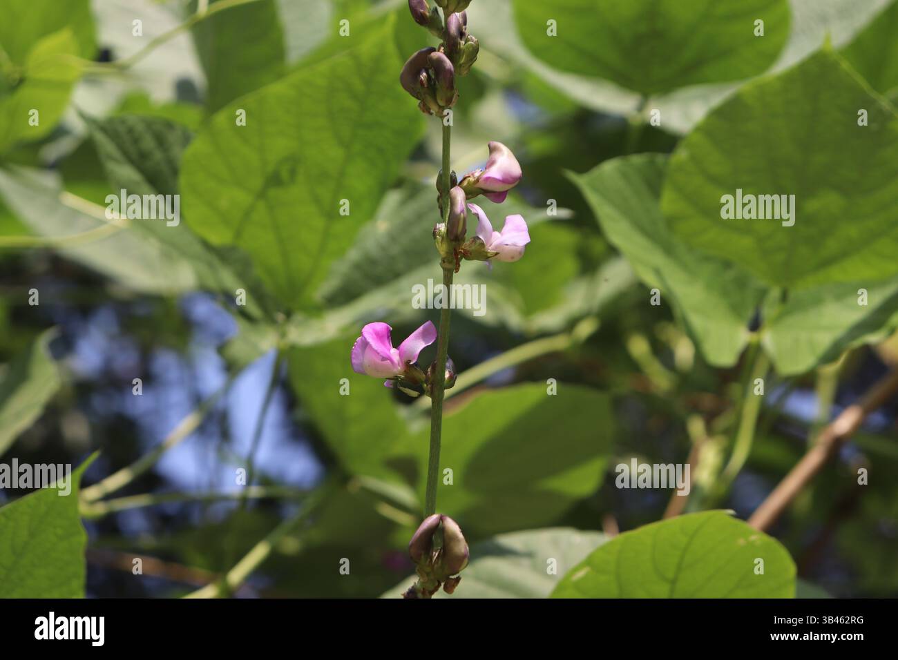 Detailgetreue Aufnahme zeigt einen Hyazinthen-Beerenbaum mit abwechselnden rosafarbenen Blüten und braunen Knospen vor einem leuchtend grünen Hintergrund bei Tageslicht Stockfoto