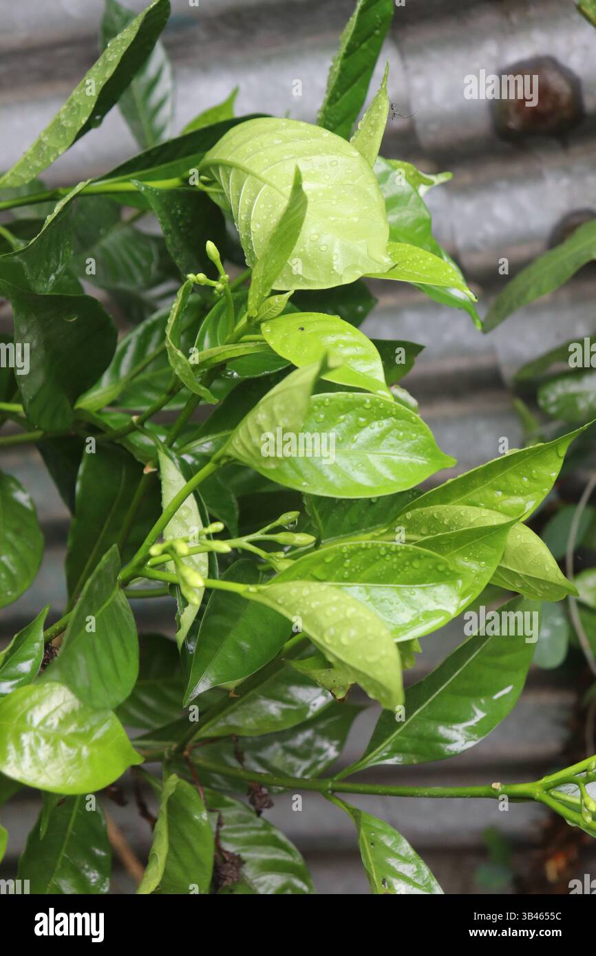 Die Nahaufnahme fängt leuchtendes grünes Laub mit glitzernden Tautropfen auf den Blättern von Crepe Jasmin ein. Natürliches Licht unterstreicht die üppige Pflanzenwelt. Stockfoto
