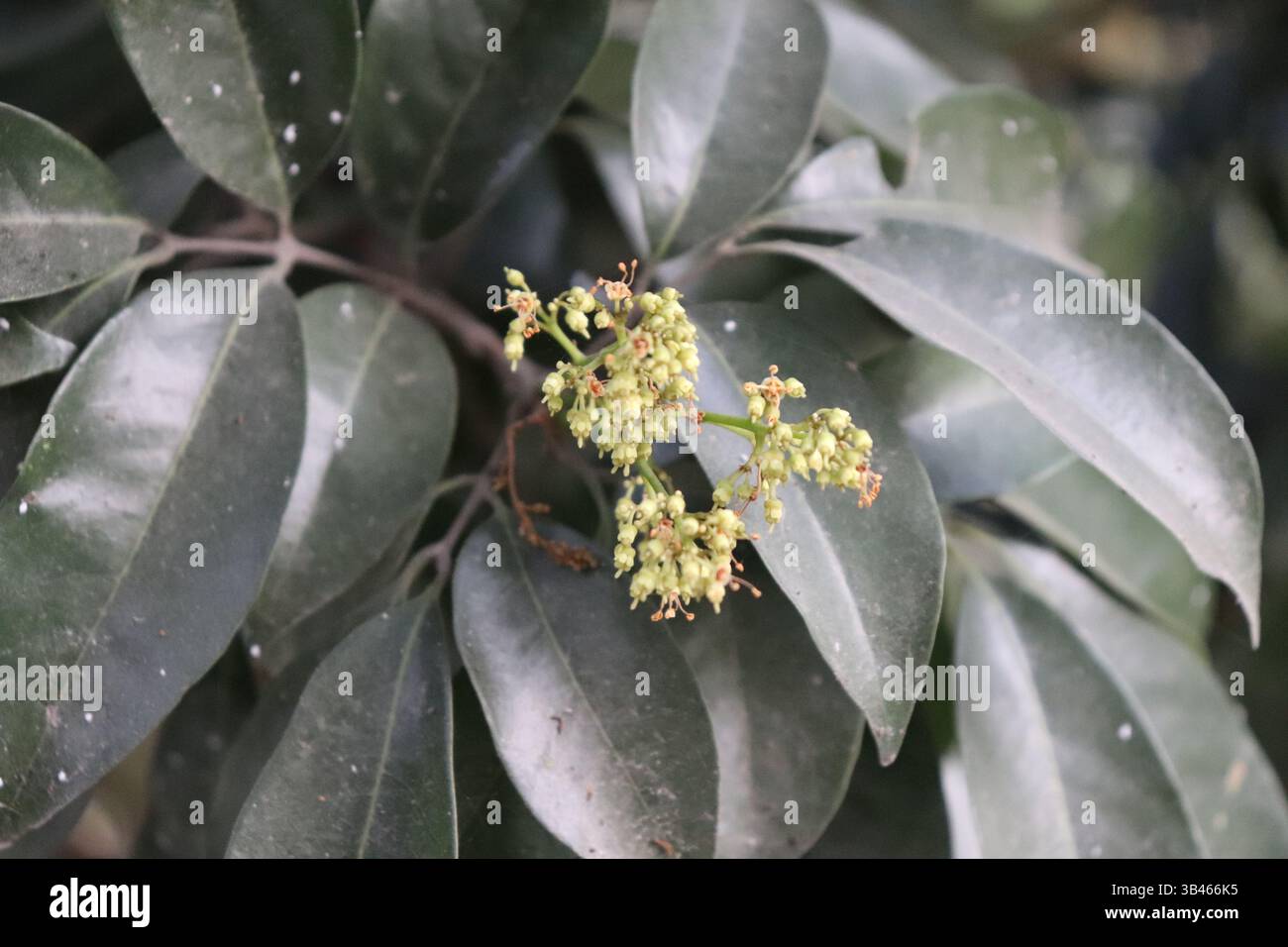 Ein Nahbild zeigt einen blühenden immergrünen Sträucher mit winzigen grünen Blüten. Ovale Blätter bilden den Hintergrund für die zarten Blumenkästen. Stockfoto