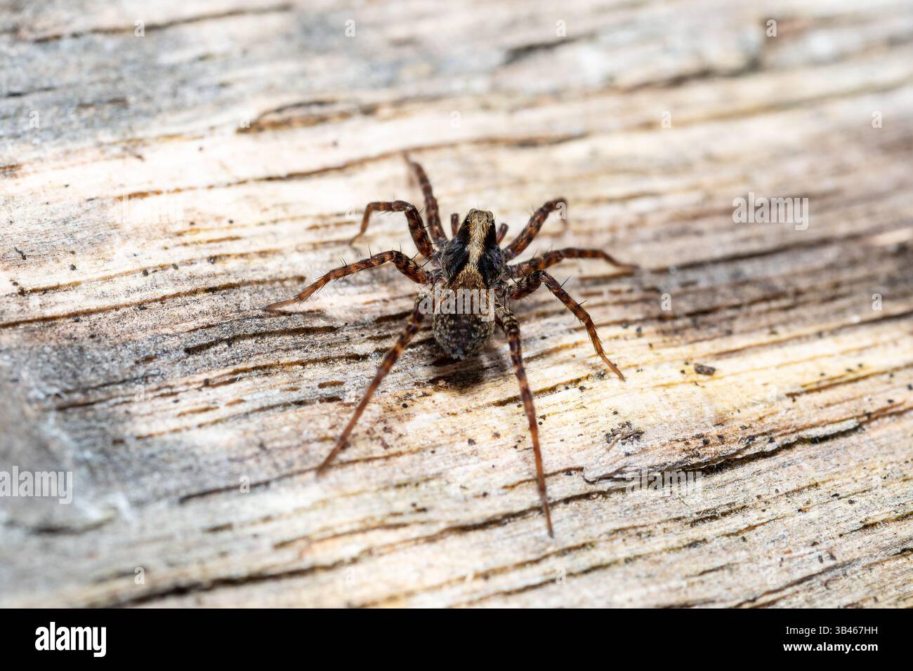 Pardosa sp., Wolfsspinne aus der Familie Lycosidae auf Totholz, Bodenbewohner Raubtier-Arachniden-Makrofoto, Frankreich. Stockfoto