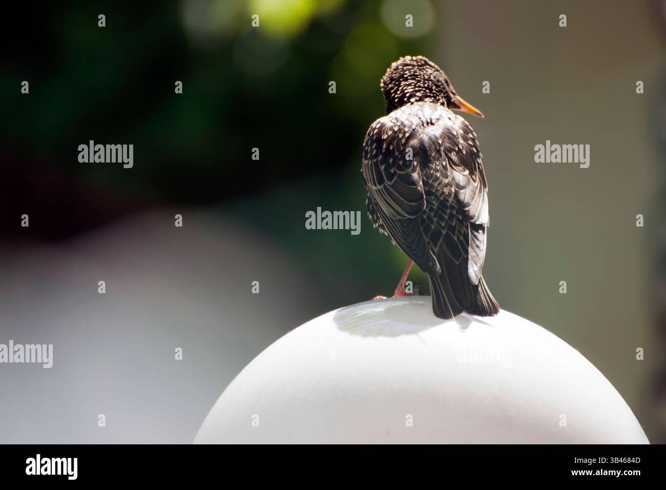Der gewöhnliche, mittelgroße Starling mit glänzendem schwarzem Gefieder mit metallischem Glanz, im Frühling mit weiß gesprenkelt. Stockfoto