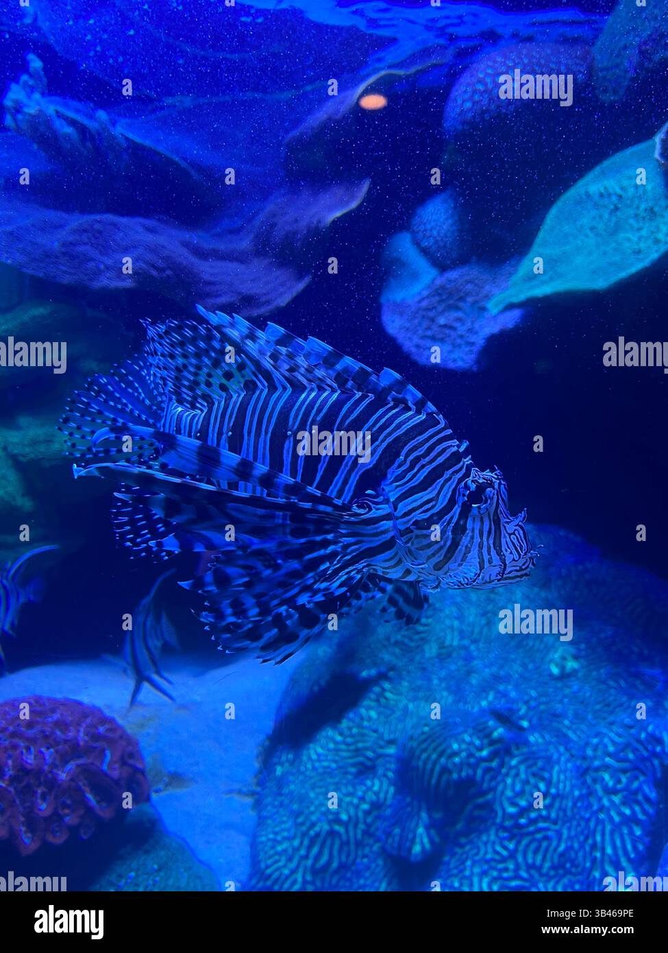 Fische in blauem Licht - Smartphone-aufgenommenes Stockfoto
