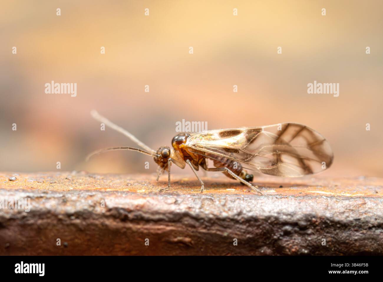 Graphopsocus cruciatus, Barklouse aus der Familie Stenopsocidae, detailliertes Makro eines kleinen Insekts mit gemusterten Flügeln, Frankreich. Stockfoto