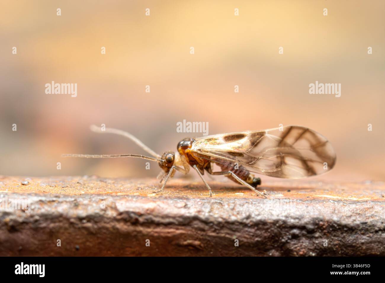 Graphopsocus cruciatus, Barklouse aus der Familie Stenopsocidae, detailliertes Makro eines kleinen Insekts mit gemusterten Flügeln, Frankreich. Stockfoto