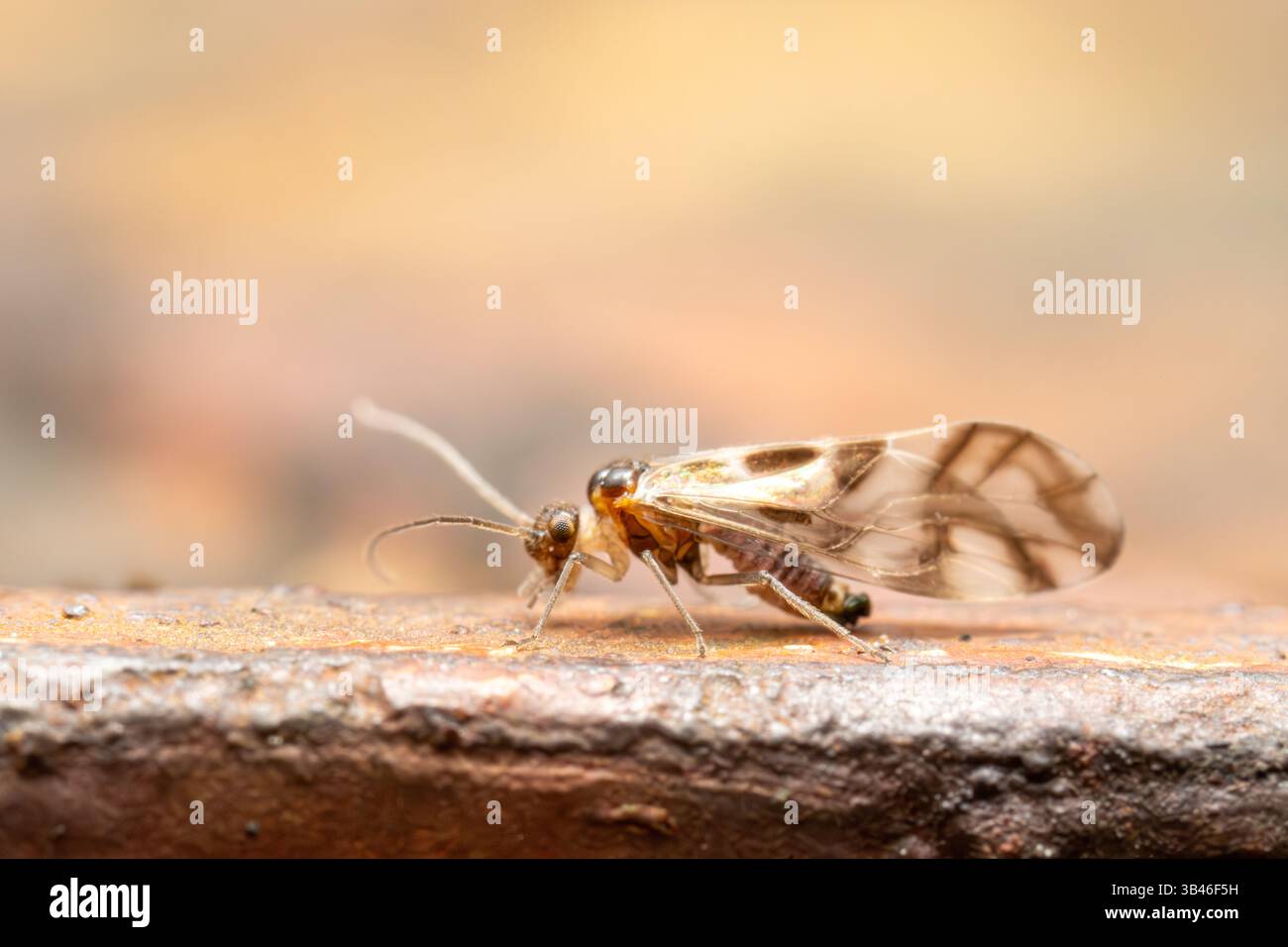 Graphopsocus cruciatus, Barklouse aus der Familie Stenopsocidae, detailliertes Makro eines kleinen Insekts mit gemusterten Flügeln, Frankreich. Stockfoto