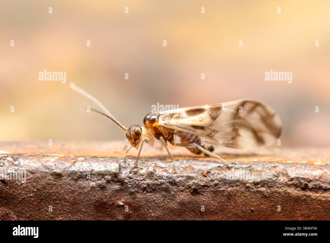 Graphopsocus cruciatus, Barklouse aus der Familie Stenopsocidae, detailliertes Makro eines kleinen Insekts mit gemusterten Flügeln, Frankreich. Stockfoto