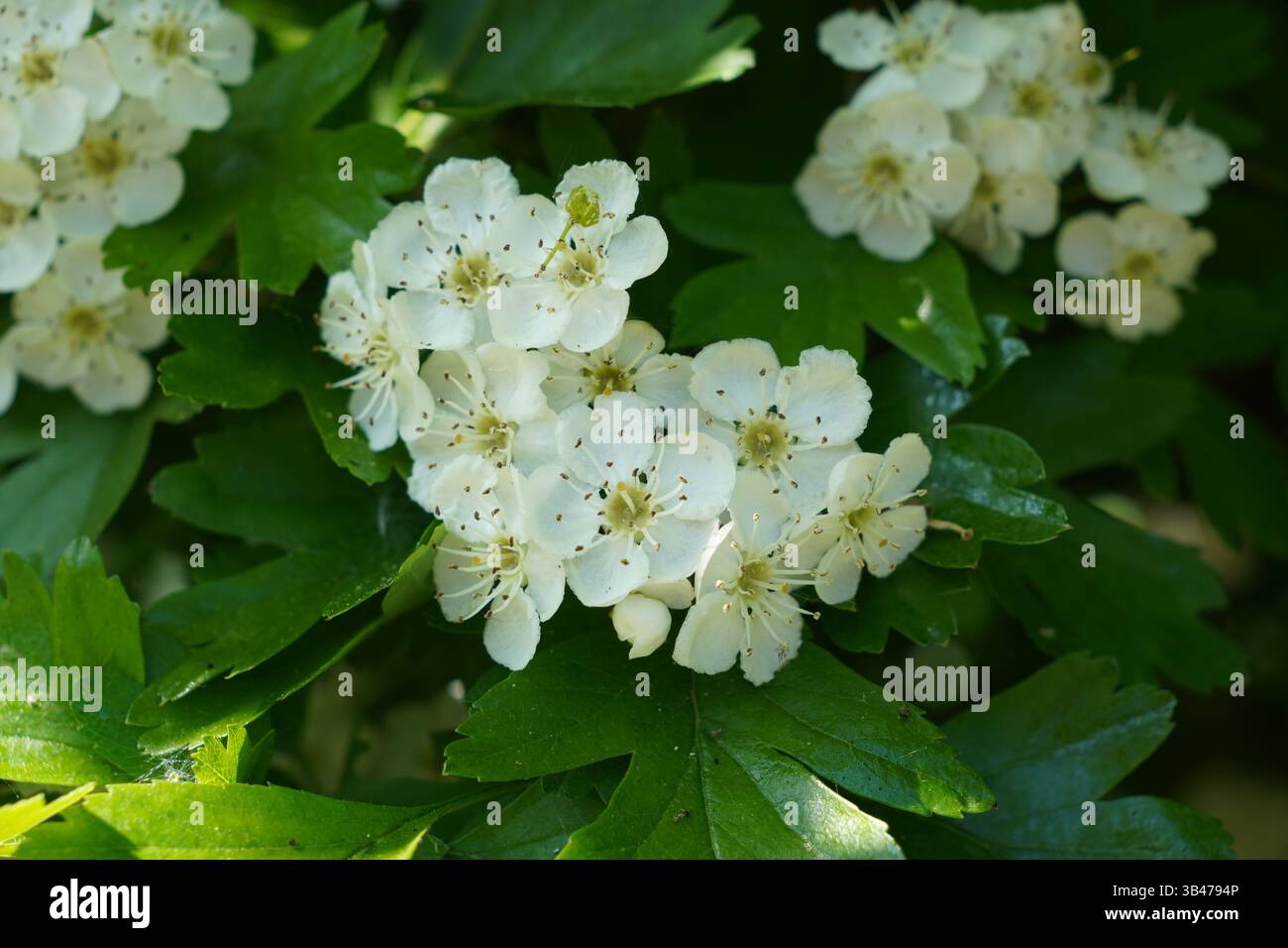 Weiße Blüten im Frühling. Hübsche Baumblüte und grüne Blätter. Saisonale Natur Hintergrund Stockfoto Weiße Blüten im Frühling. Hübsche Baumblüte und grüne Blätter. Saisonale Natur Hintergrund Stockfoto