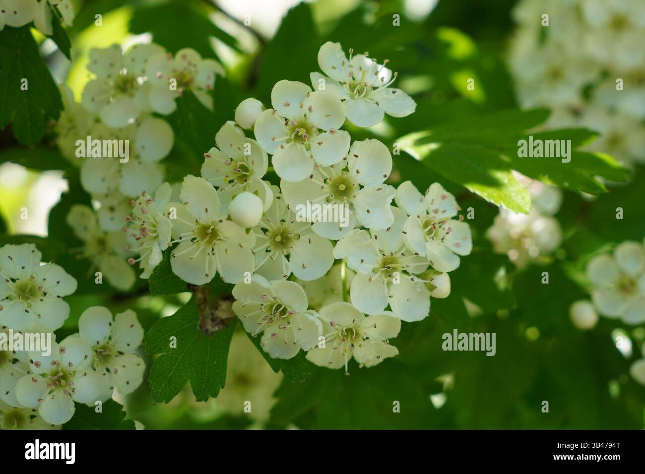 Weiße Blüten im Frühling. Hübsche Baumblüte und grüne Blätter. Saisonale Natur Hintergrund Stockfoto Weiße Blüten im Frühling. Hübsche Baumblüte und grüne Blätter. Saisonale Natur Hintergrund Stockfoto