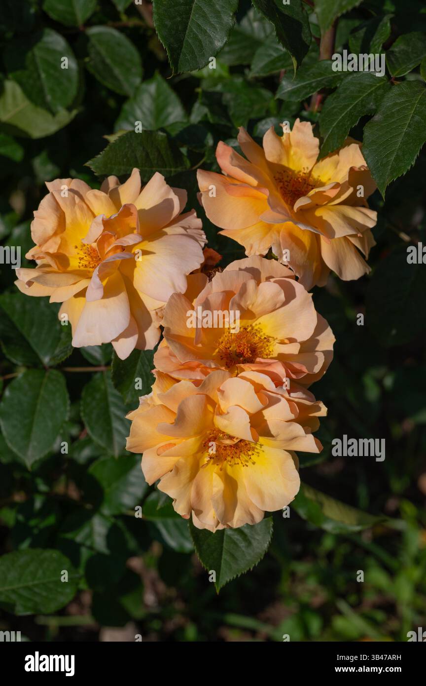 Rose xian zhang, blühende Pflanze der Familie der Rosaceae, moderne Hybridrosen aus dem Roseto di Roma, Italien Stockfoto
