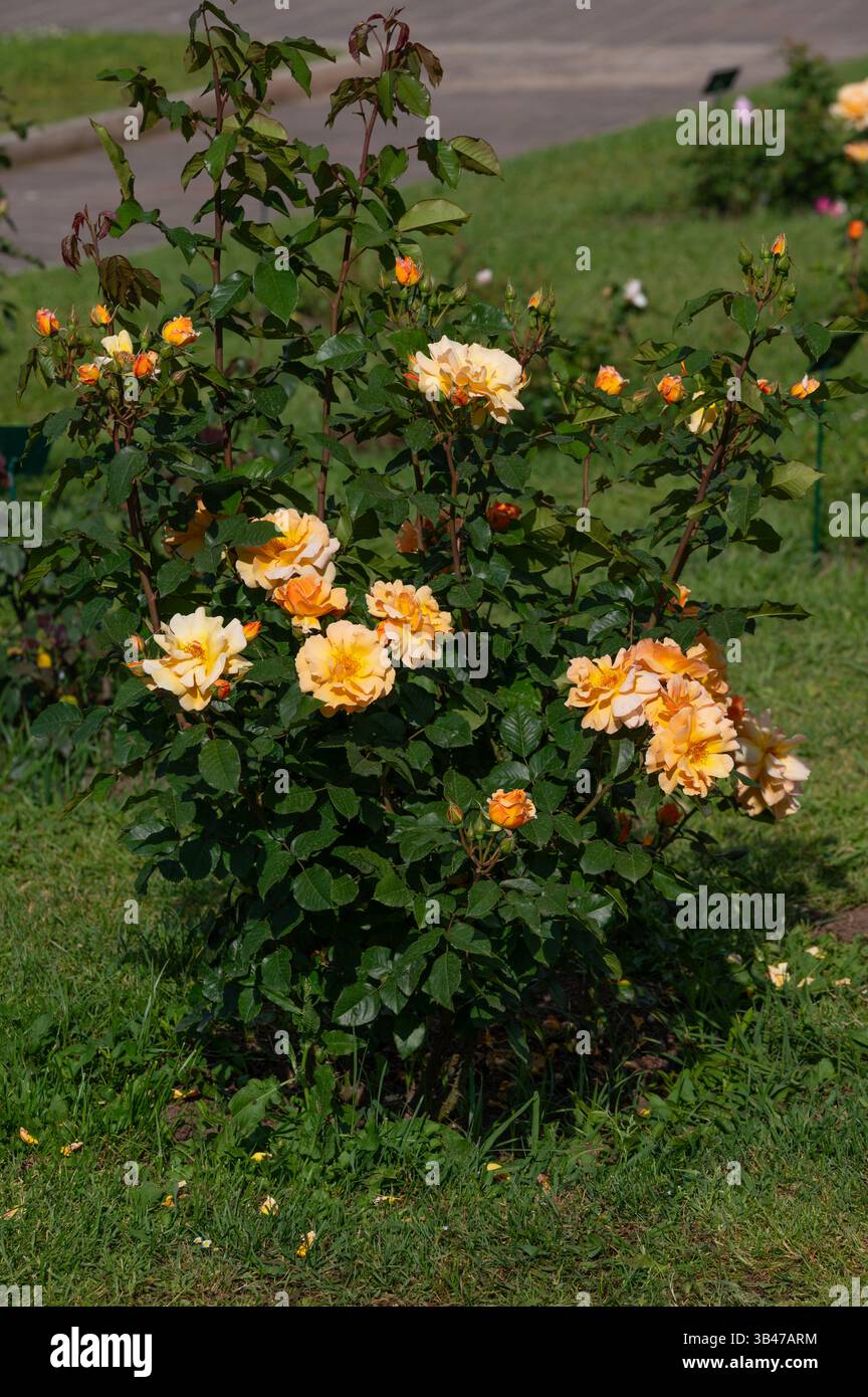 Rose xian zhang, blühende Pflanze der Familie der Rosaceae, moderne Hybridrosen aus dem Roseto di Roma, Italien Stockfoto