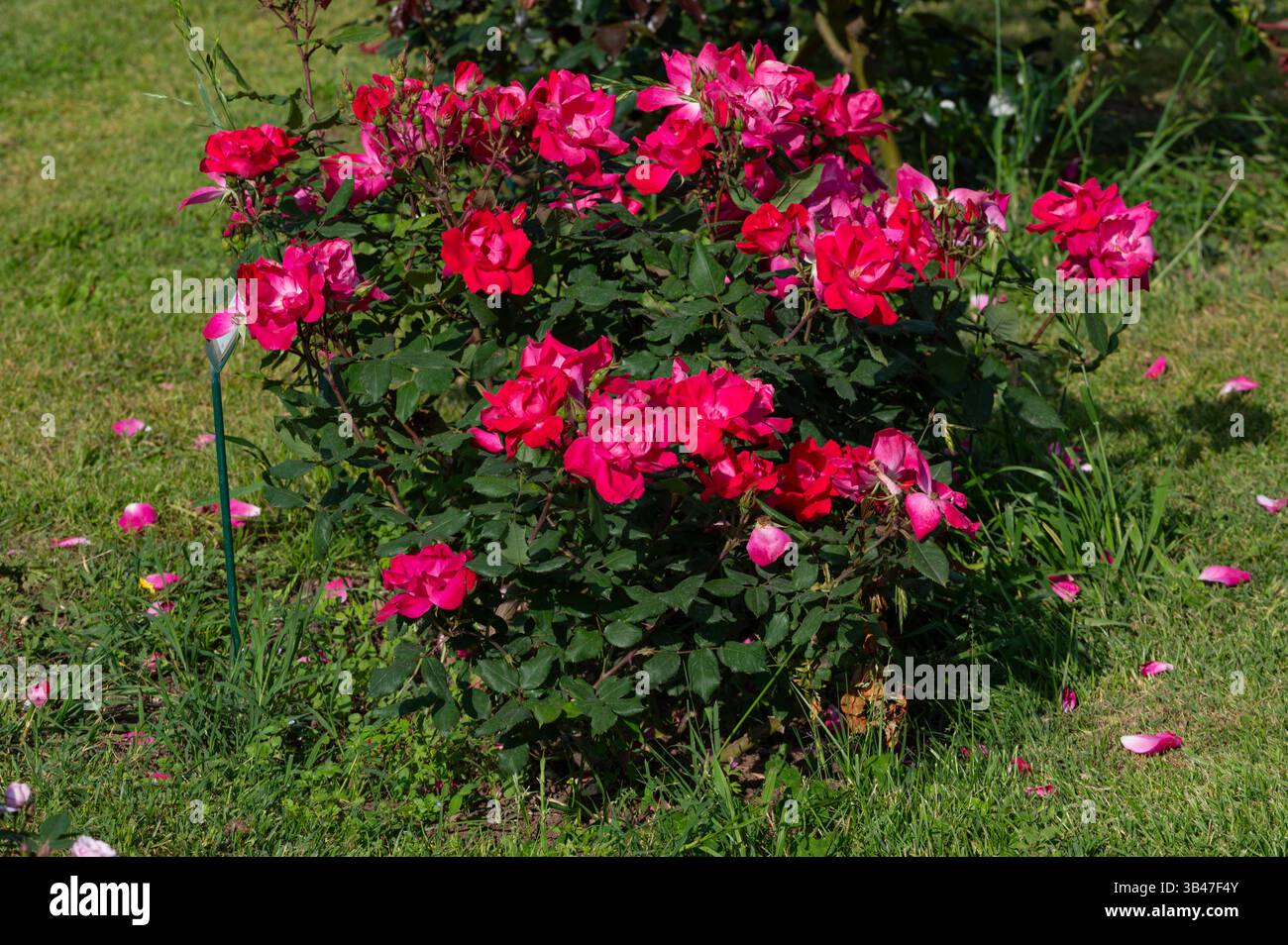 Rose Knock Out, USA, blühende Pflanze der Familie Rosaceae, moderne Hybridrosen aus Roseto di Roma, Italien Stockfoto