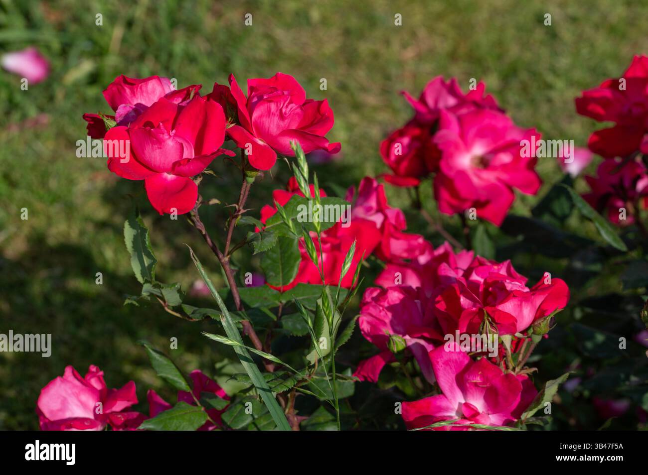 Rose Knock Out, USA, blühende Pflanze der Familie Rosaceae, moderne Hybridrosen aus Roseto di Roma, Italien Stockfoto