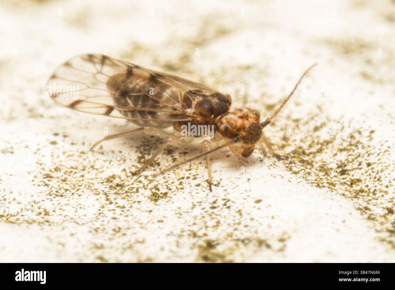 Barklouse Ectopsocus petersi auf einer hellen Oberfläche, Nahaufnahme Makro, Parc Jean-Paul II, Issy-les-Moulineaux, Frankreich. Stockfoto