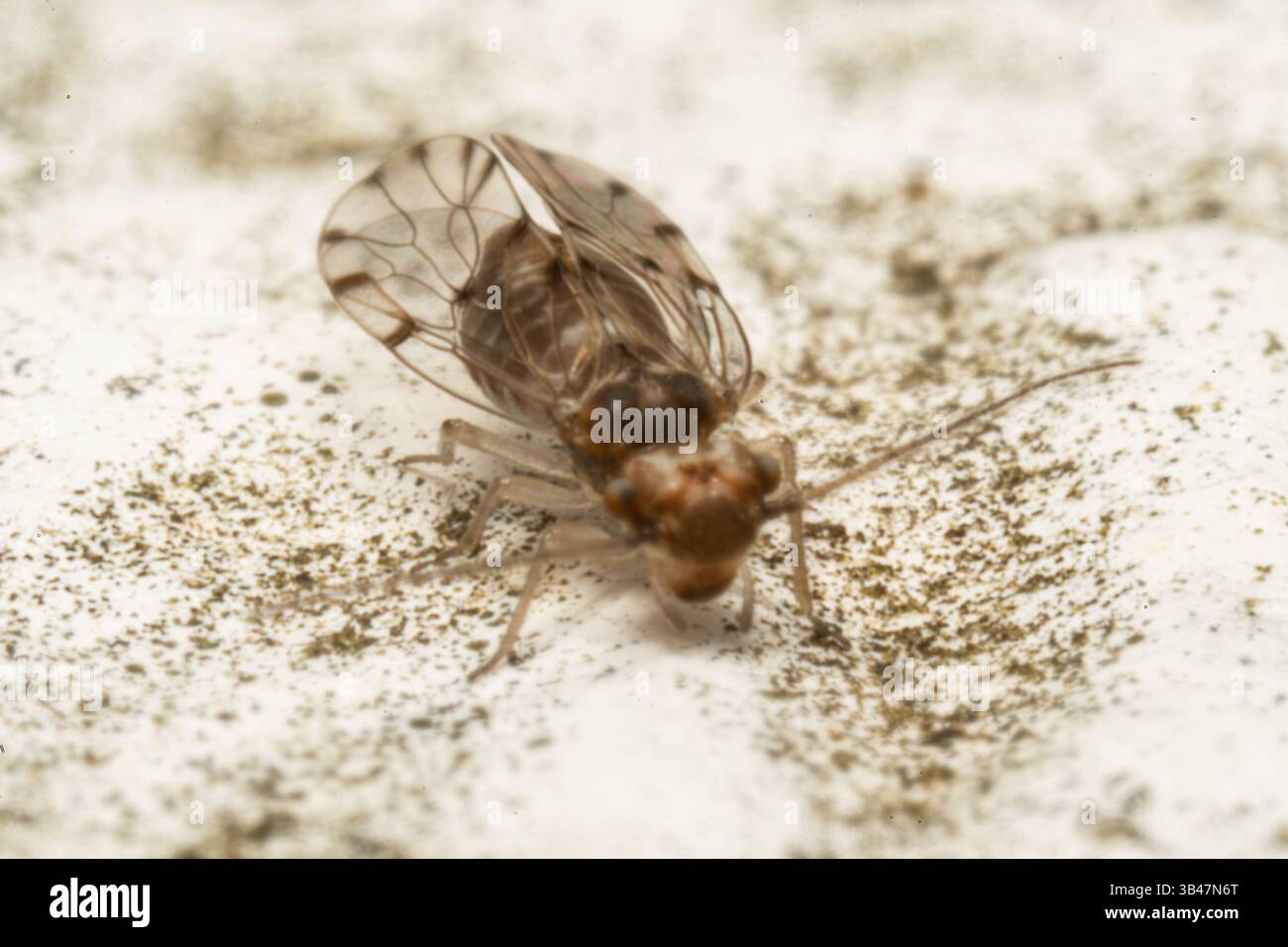Barklouse Ectopsocus petersi auf einer hellen Oberfläche, Nahaufnahme Makro, Parc Jean-Paul II, Issy-les-Moulineaux, Frankreich. Stockfoto