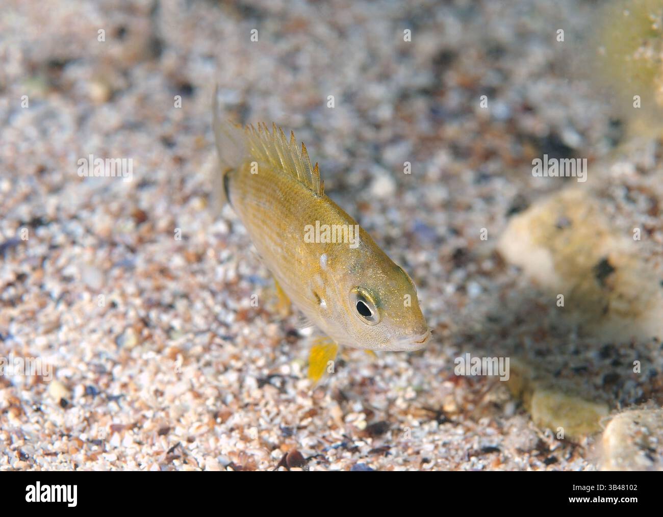15. Oktober 2014 - Schwarzes Meer, Ukraine - ringförmigen Dorade (Brasse Annularis) Schwarzes Meer, Krim, Ukraine, Osteuropa (Credit-Bild: © Andrey Nekrassow/ZUMA Wire/ZUMAPRESS.com) Stockfoto